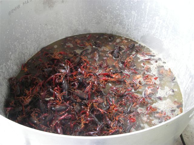 2009-06-13 -1 MUDBUG 025